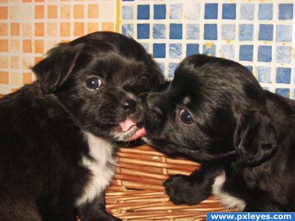 Puppy Kiss